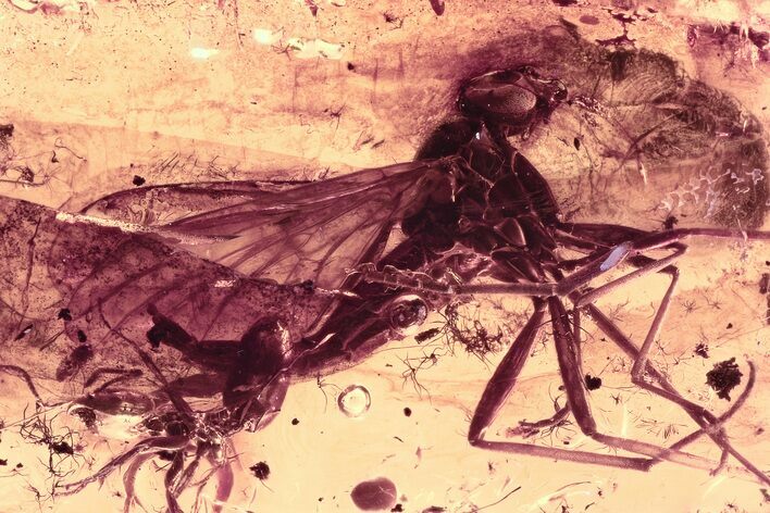 Detailed Fossil Snipe Fly, Ant, and True Midge in Baltic Amber #300718